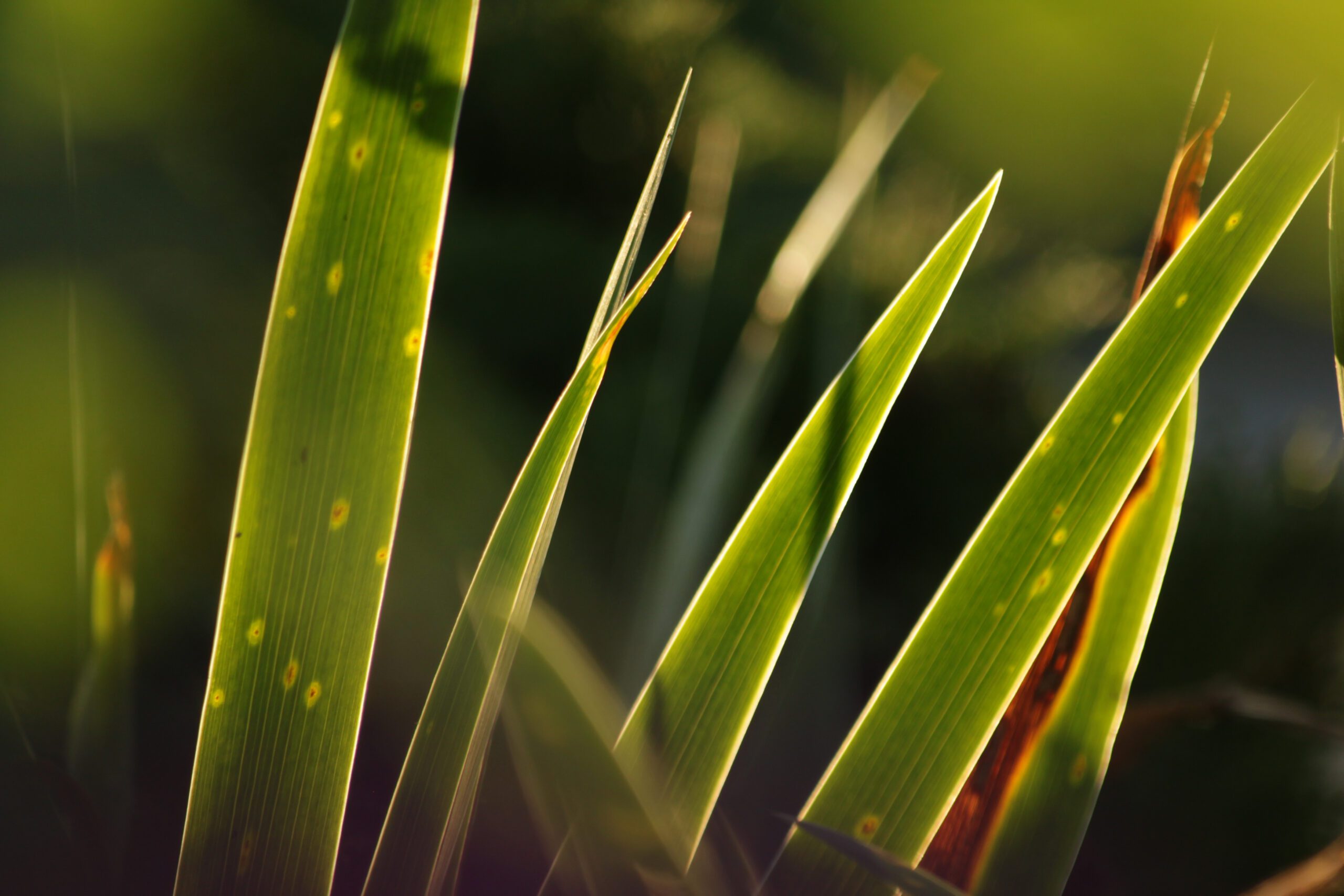 Lawn disease control for leaf spot shown on a blade of grass