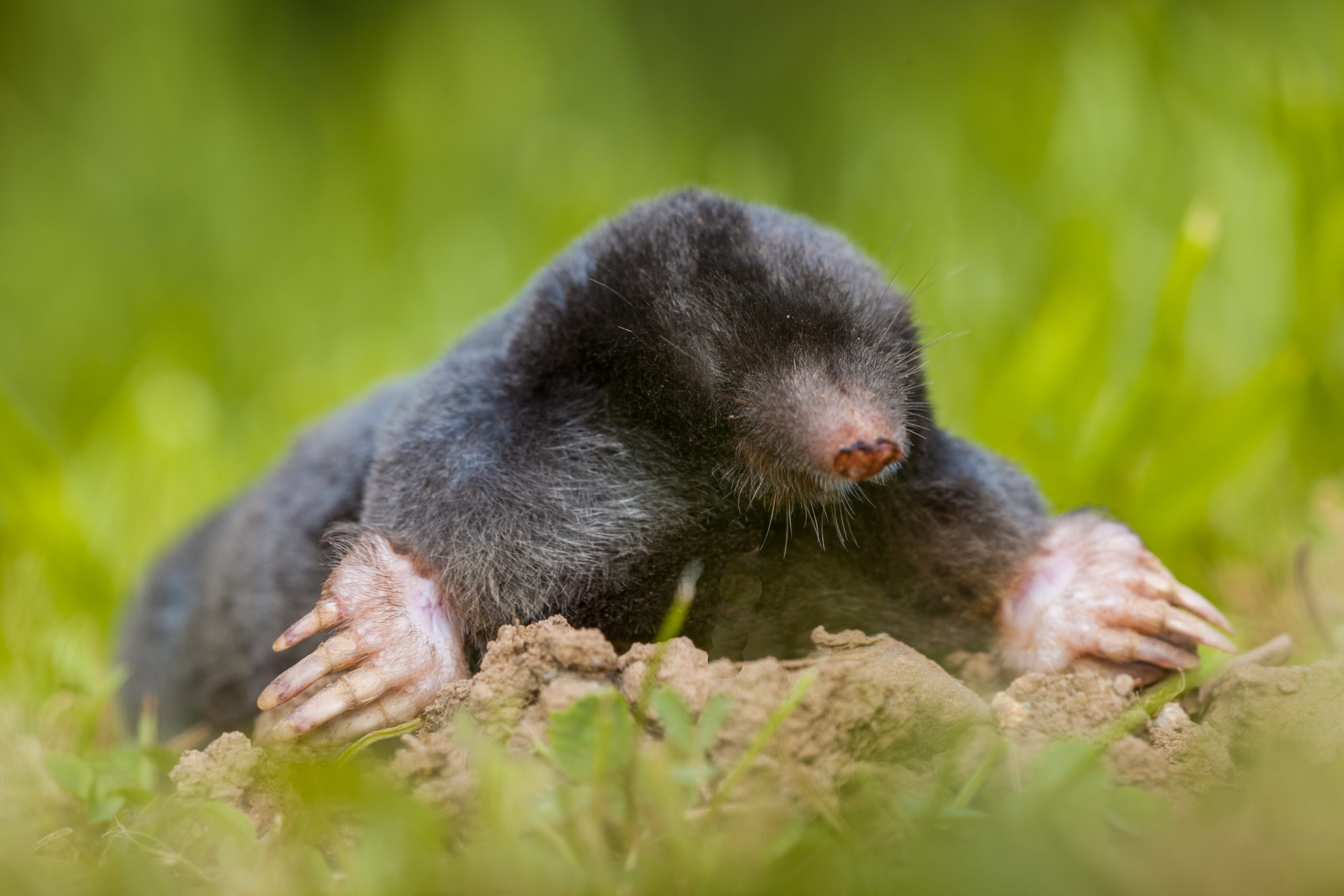 A mole representing natural pest control in grand ledge, mi
