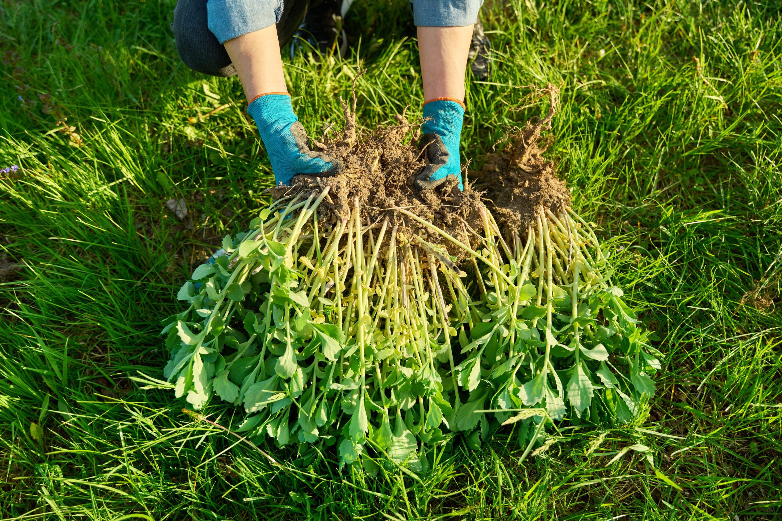 Weeds growing in a Grand Ledge lawn, ready to be identified and treated