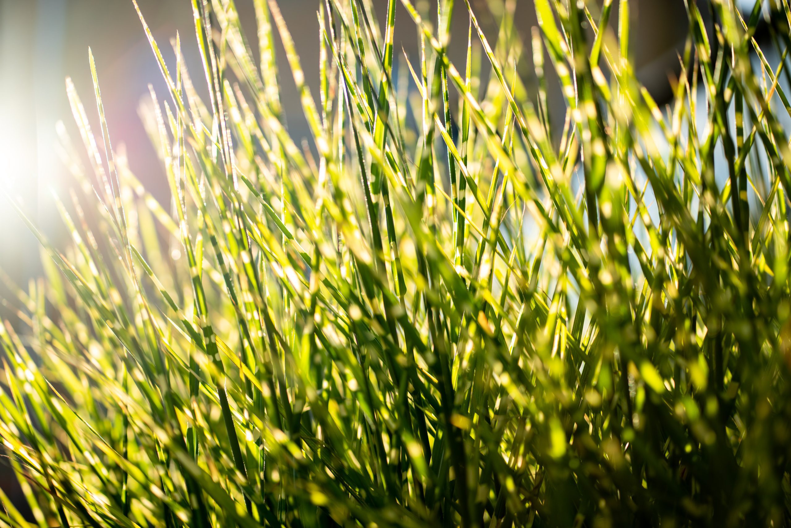 Close up of grass blades of a Lawn in Grand Ledge