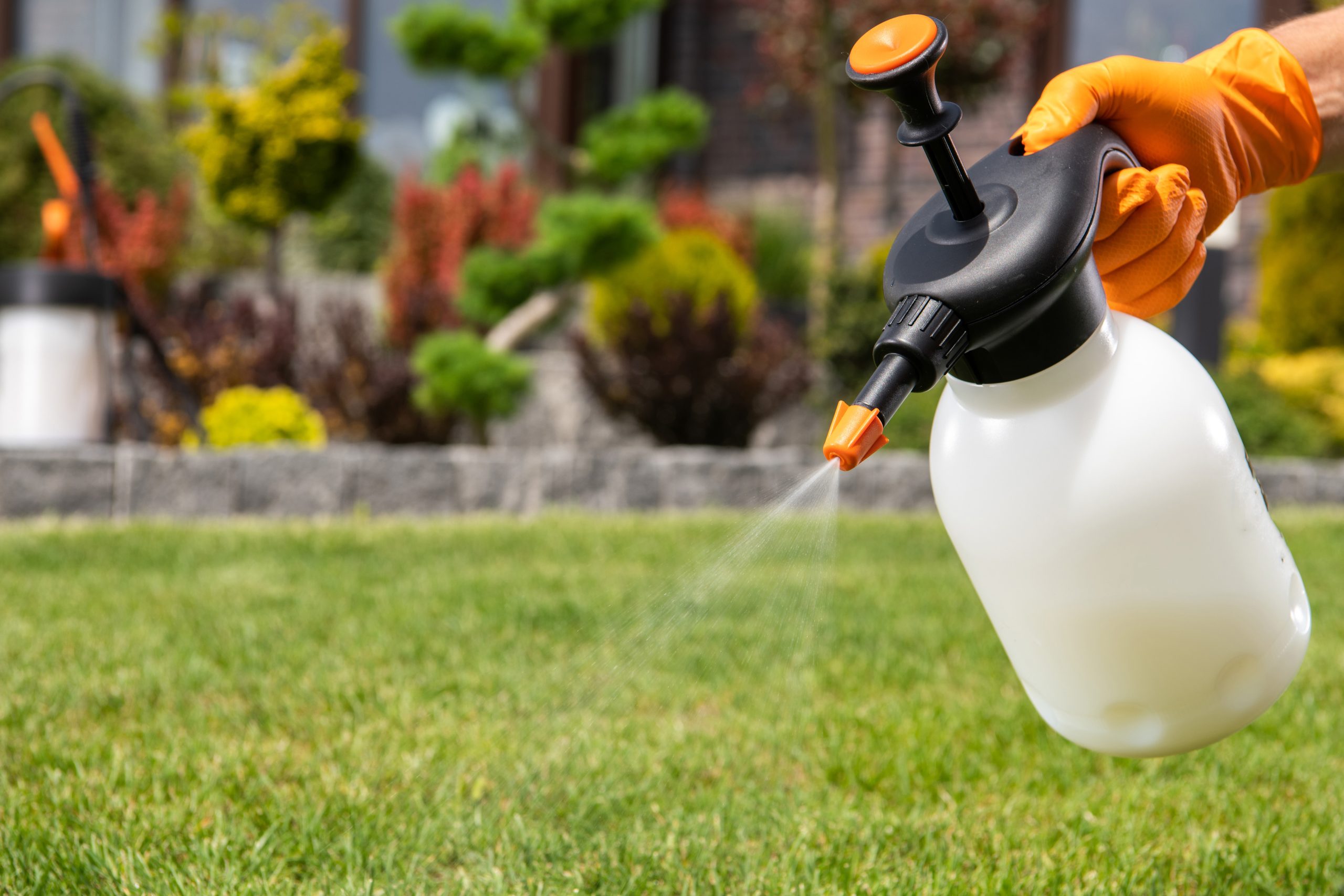 Chinch bug sprayer with lawn in background