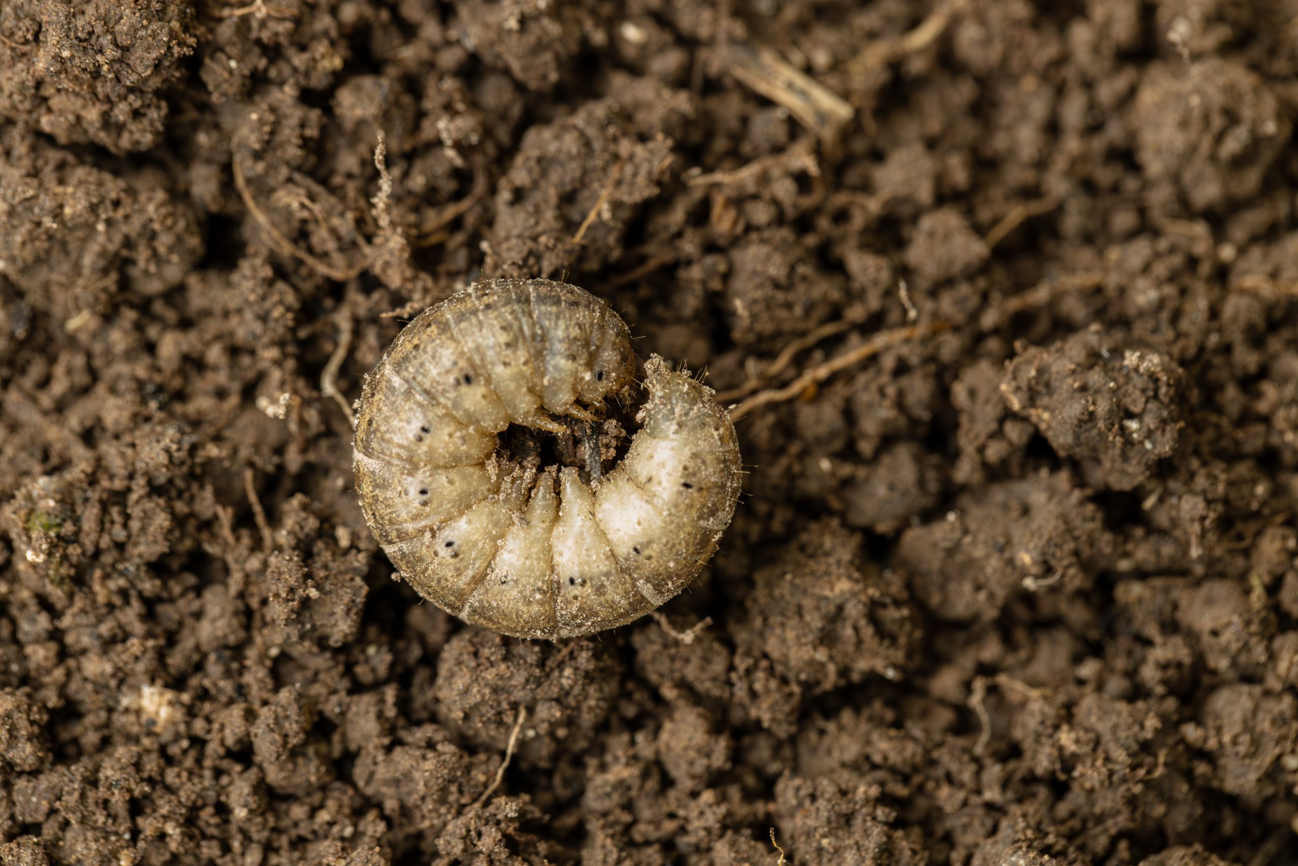 Lawn grub found in Grand Ledge soil during lawn inspection