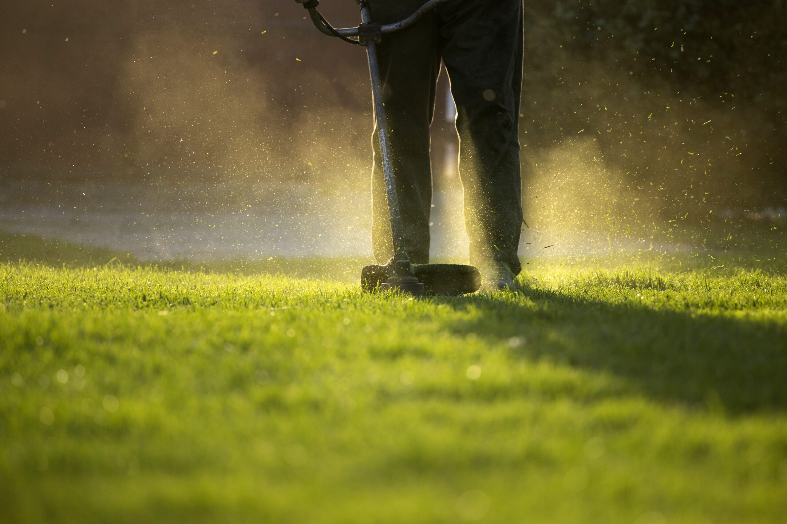 Person trimming lawn edges with a string trimmer during Grand Ledge fall lawn prep.