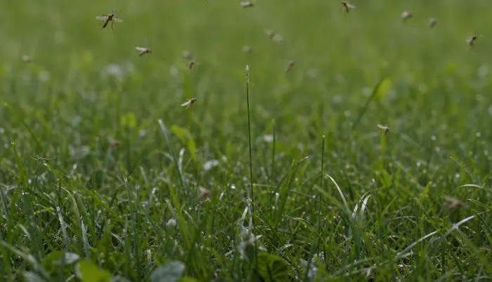 Mosquitoes: Why you should treat your lawn and landscape