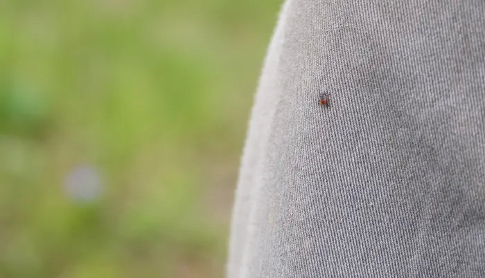 Ticks: Why you should treat your lawn and landscape