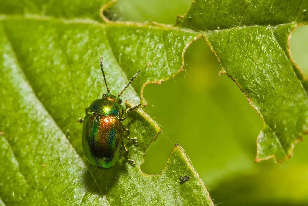 Japanese beetle after eating leaf grub control